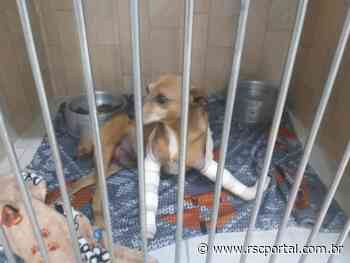 Artista plástico de Imbituba salva cachorra de maus tratos e precisa de contribuições - Impresso Catarinense - Open Sans, sans-serif;