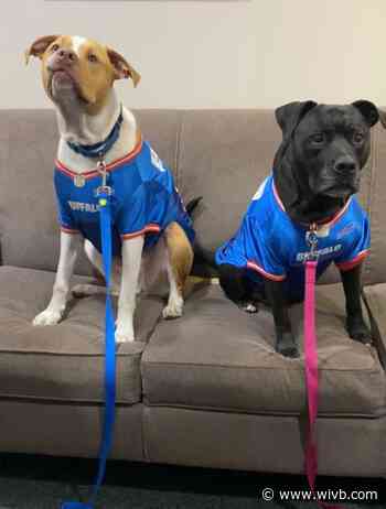 Mel's Mutts: Smurf and Lady