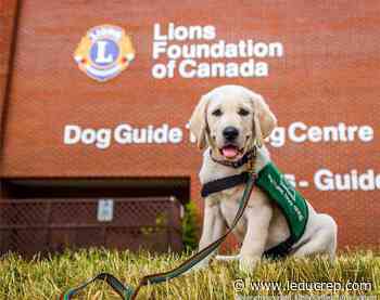 Comforting canine companion to become the newest Saffron staffer - Leduc Representative