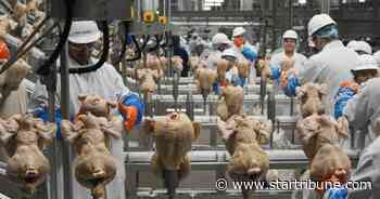 USDA rethinks approach to controlling salmonella in poultry