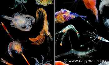 Scientists identify 14 species of shrimp larvae that look like 'part alien,' live in the deep ocean