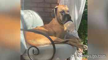WATCH:  Great Dane hilariously uses peanut butter jar as a giant pacifier