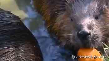 WATCH:  Beaver family goes bobbing for baby pumpkins