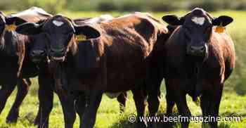 Scientist tries to reduce heat stress, improve beef production