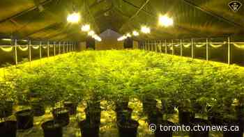 Ontario police seize more than $22 million worth of illegal cannabis