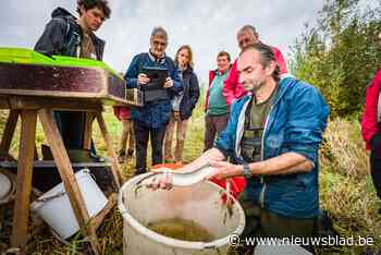 Onderzoek naar visbestand in overstromingsgebied Battel: “Steeds meer inheemse soorten”