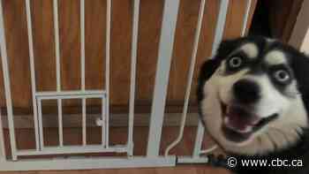 Meet the photobombing B.C. dog that's winning hearts online