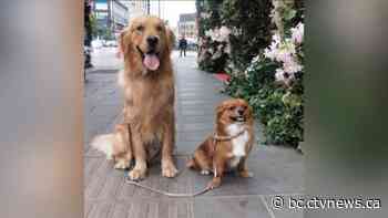 'My heart broke': Metro Vancouver woman whose dog arrived dead after flight wants answers, action from airline