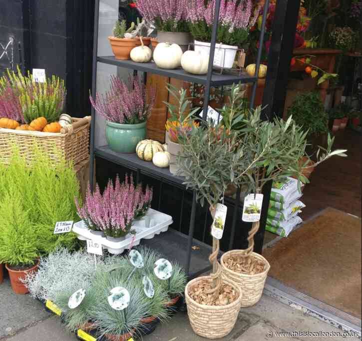 Covid and The Chamomile by Eva Lama Gumley House School FCJ