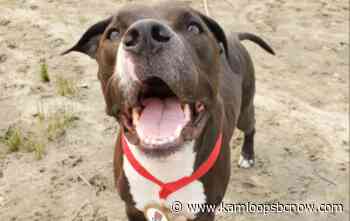 Kamloops dog recognized for bravery after saving owner from 2019 bear attack - KamloopsBCNow