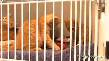 BC SPCA says education and neutering can address Kamloops' cat overpopulation problem - CFJC Today Kamloops