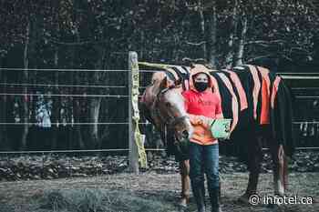 17 horses are dressing up for Halloween in Kamloops | iNFOnews | Thompson-Okanagan's News Source - iNFOnews