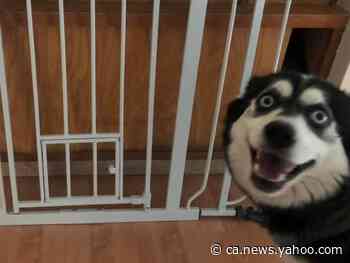 Meet the Kamloops, B.C., dog that's winning hearts online - Yahoo News Canada