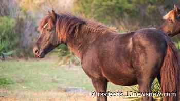 Wild horses on North Carolina's Outer Banks feasting on persimmons