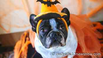 'Pawchella' event hosted in Virginia Beach, to help pets find homes