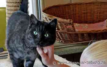 Im Tierheim Memmingen suchen 225 Tiere ein neues Zuhause - Allgäuer Zeitung