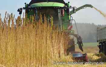Hanfanbau im Allgäu: Zukunft durch Cannabis-Legalisierung? - Allgäuer Zeitung