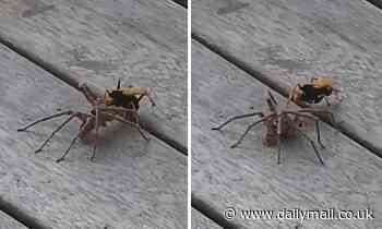Only in Australia: Video shows a wasp battling a huntsman spider - UK ...