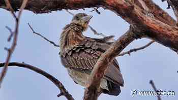Yellow-crowned night heron spotted in Calgary is 2nd time species seen in Alberta - CBC.ca