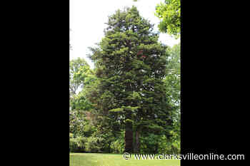 Austin Peay State University has largest Douglas Fir Tree in Tennessee - Clarksville Online