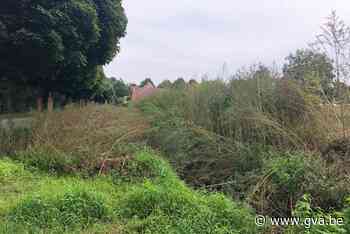 Kruidenwijk klaagt over onkruid en overstroomde straten - Gazet van Antwerpen