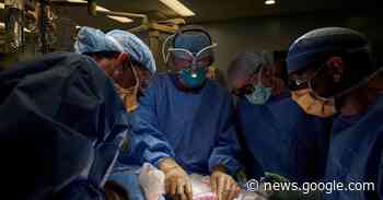 U.S. surgeons successfully test pig kidney transplant in human patient - Reuters