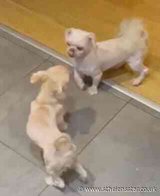 Owners' appeal over Shih Tzu missing from The Scholes - St Helens Star