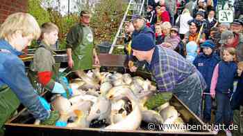 Reinfeld wieder zwei Tage im Karpfenfieber - Hamburger Abendblatt