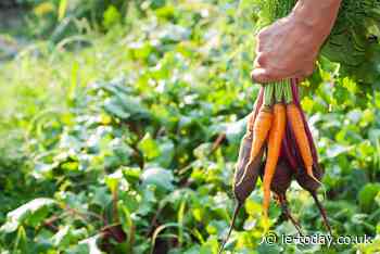 Making sense of the National Food Strategy - Independent Education Today
