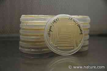 Food animals driving zoonoses - Nature.com
