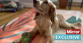 Dog owner turned cocker-spaniel vegan as pet food industry 'is destroying the planet' - The Mirror