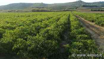 Confagricoltura Crotone: "Si al Green Pass ma con buon senso" - wesud