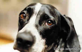 Ventinove cani segregati in appartamento a Crotone, una denuncia - Il Lametino