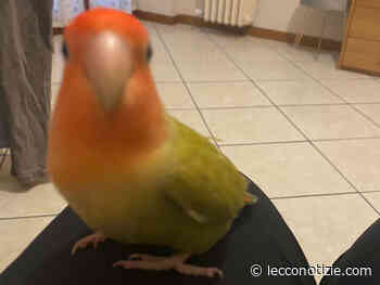 Lecco. L'appello per un pappagallo smarrito in zona viale Turati - Lecco Notizie