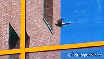 Bari, la morìa di uccelli ingannati dai vetri dei palazzi: la strage si può evitare utilizzando le sagome - La Repubblica
