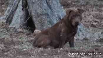 Bari, cane libero ucciso con veleno e acido: "Faceva paura solo perché era un pitbull" - La Repubblica