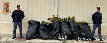 Droga: 50 piante marijuana innaffiate con acqua canile Bari - Agenzia ANSA