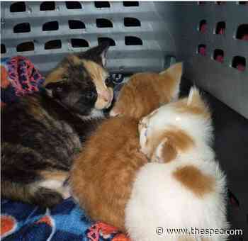 Five kittens rescued, one killed, after being abandoned in Hagersville scrap bin - TheSpec.com