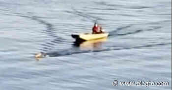 A deer jumped into a lake in Toronto and a boat guided it back to shore - blogTO