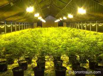 $22M in pot seized, six people arrested in OPP bust - Toronto Sun