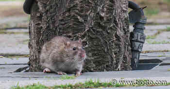Toronto tops the list of rodent-infested cities in Ontario - blogTO