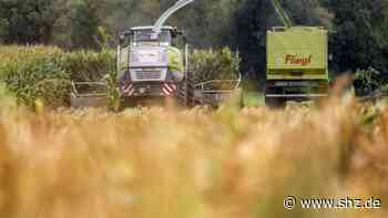 Gefährliche Sabotage: Heide: Eisenstangen in Maisfeld sorgen für hohen Sachschaden | shz.de - shz.de