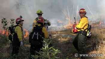 Ancient Native American forest practices demonstrated in burn near Eugene - OPB News
