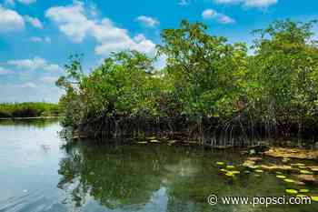 Mexican mangrove forest shows climate change patterns - Popular Science