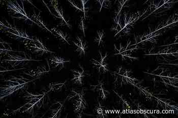 Is This a Forest or Ghostly Hands From the Great Beyond? - Atlas Obscura