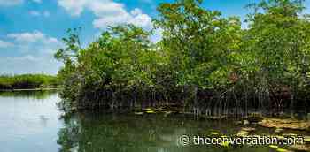 A forgotten mangrove forest around remote inland lagoons in Mexico's Yucatan tells a story of rising seas - The Conversation US