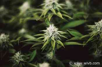 Marijuana in the workplace: NY employers can't drug test most employees for weed, state says