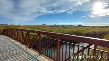 Carp River restoration project supports biodiversity, enriches neighbourhood - capitalcurrent.ca