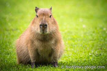 5 Weird and Wild Animals You've (Probably) Never Heard Of