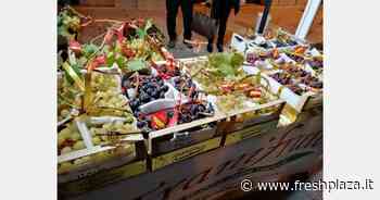 Puglia: Trani presenta la sua Uva Top - Freshplaza.it